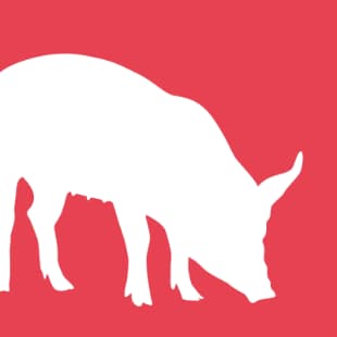 consulting animal feed alimentation du porc